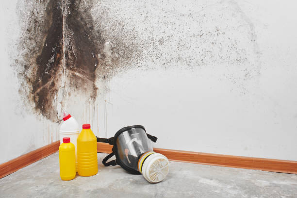 Best Emergency Mold Remediation in Wallburg, NC