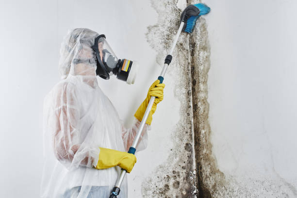 Best Attic Mold Remediation in Wallburg, NC