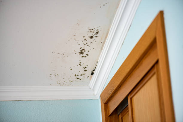 Best Black Mold Remediation in Wallburg, NC