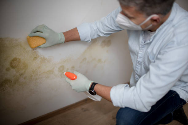 Best Insurance-Related Mold Remediation in Wallburg, NC