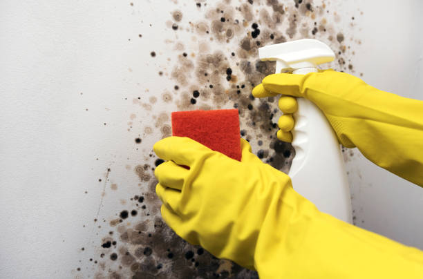 Best Health and Safety Mold Remediation in Wallburg, NC