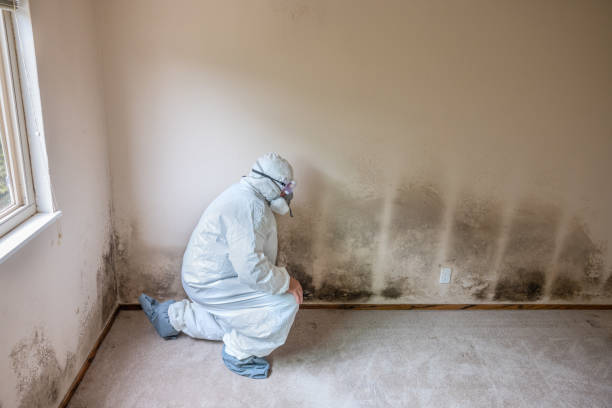 Best DIY Mold Remediation Support Services in Wallburg, NC