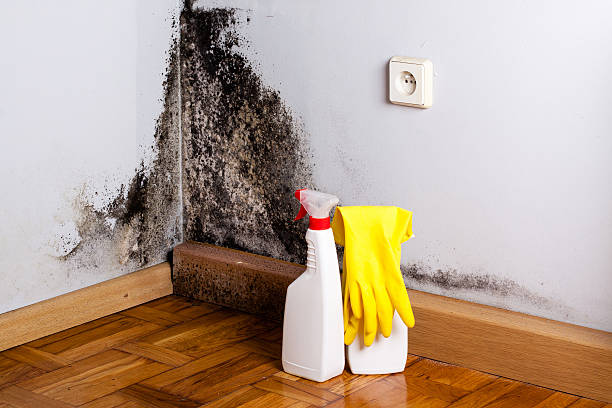 Best Mold Remediation for Schools in Wallburg, NC