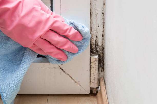 Best Basement Mold Remediation in Wallburg, NC